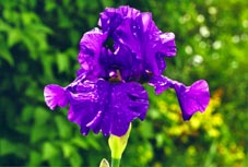 Iris (Tarn, France)